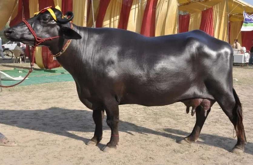 इस दर्शनीय भैंस का दर्जा किसी वीआईपी से कम नहीं है इस दर्शनीय भैंस का दर्जा किसी वीआईपी से कम नहीं है