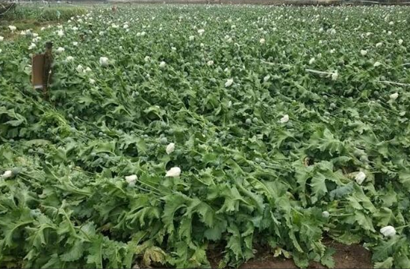Bihar Weather Update, Bihar Weather Forecast बिहार में फसलों पर पड़ी बारिश की मार, मौसम विभाग ने की फिर बड़ी भविष्यवाणी