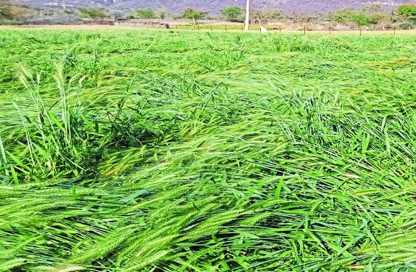 दो दिन से ओले-बारिश ने किसानों के खेतों में मचाया कहर दो दिन से ओले-बारिश ने किसानों के खेतों में मचाया कहर