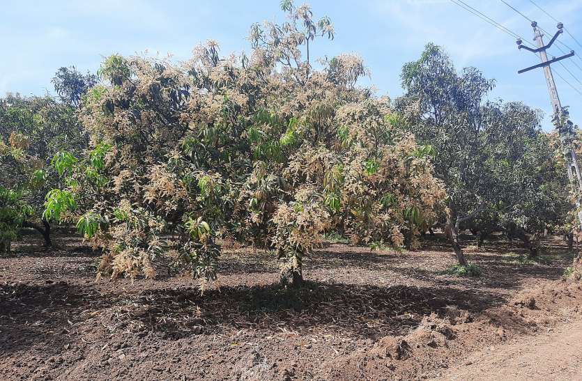 Unseasonal rains News: बौर से लदे थे आम के पेड़, बरसात ने कर दिया चौपट Unseasonal rains News: बौर से लदे थे आम के पेड़, बरसात ने कर दिया चौपट