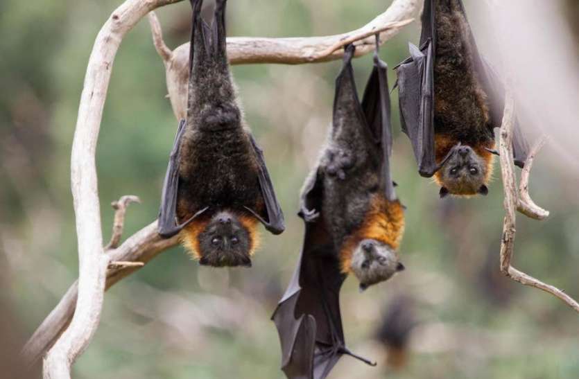 Why Do Bats Hang Upside Down On Trees - चमगादड़ पेड़ पर क्यों उल्टा लटकते हैं? जान लीजिए इसके पीछे की वजह | Patrika News