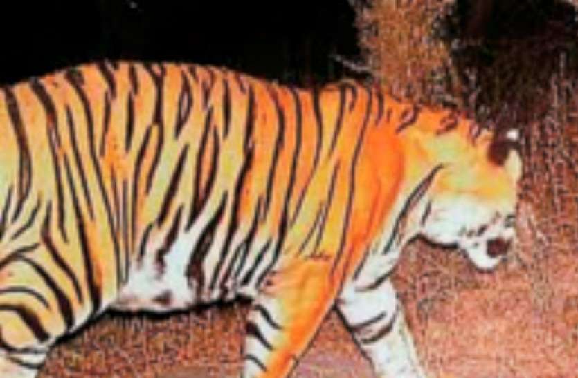 tiger.jpg बाघों का शिकार करने के दो आरोपी गिरफ्तार
