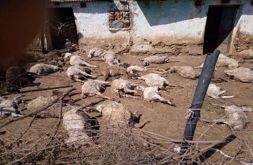 पैंथर का हमला: 48 भेड़ों की मौत, 20 घायल पैंथर का हमला: 48 भेड़ों की मौत, 20 घायल