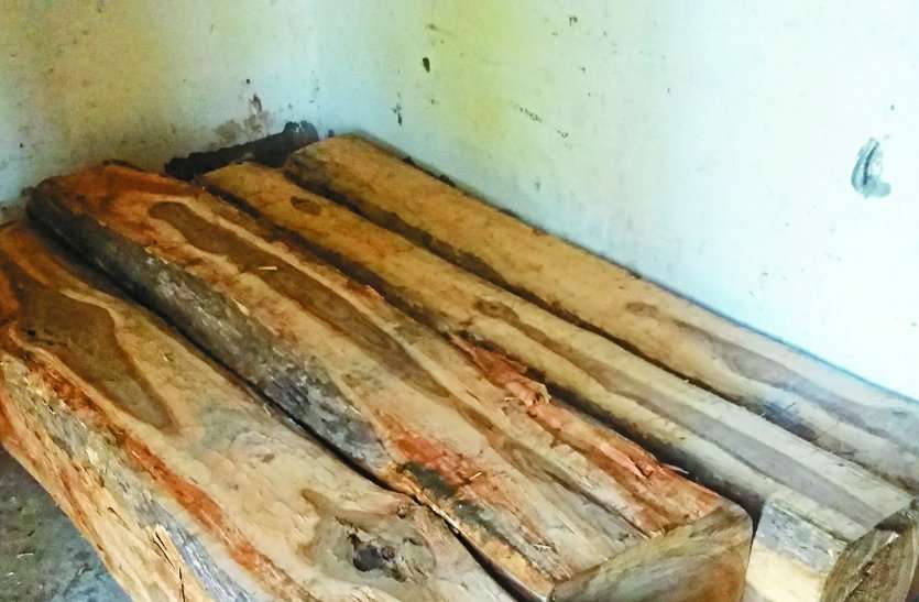 Teak was being smuggled from the forest जंगल से हो रही थी सागौन सिल्लियों की तस्करी