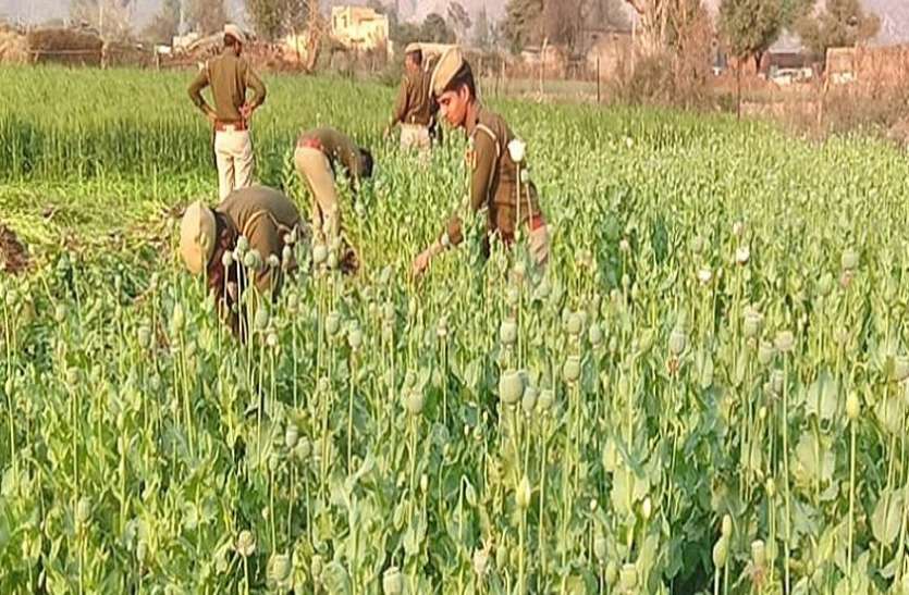 Stf Raids Caught Opium Cultivation In Up न रक ट क स व भ ग भ च क अफ म क ख त द खकर एसट एफ न क छ प म र एक ग रफ त र Patrika News