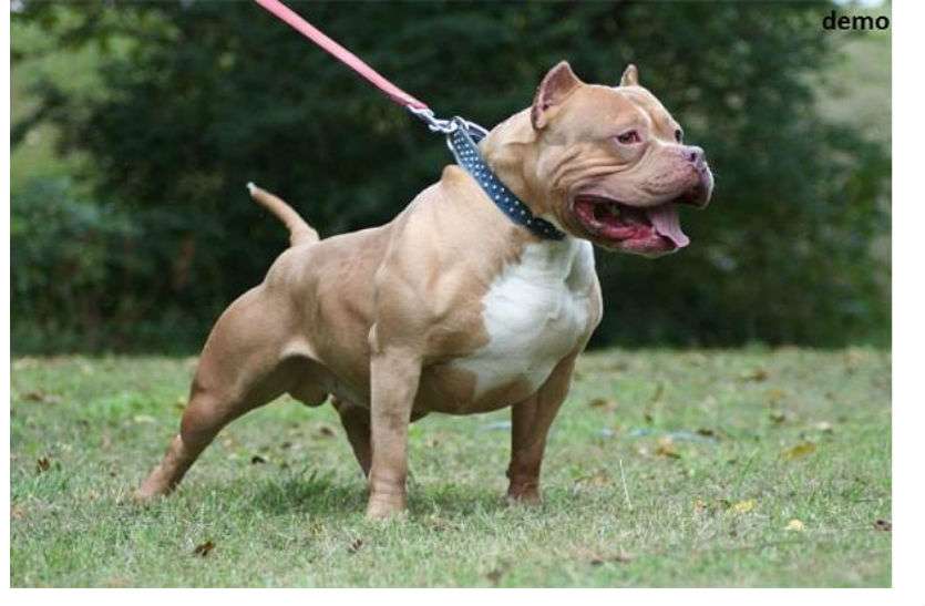 Pit bull सांसों के लिए जंग:11 साल के बच्चे पर #PitBull के हमले के बाद सौ से ज्यादा टांके आए.... मल्टीपल फ्रैक्चर भी