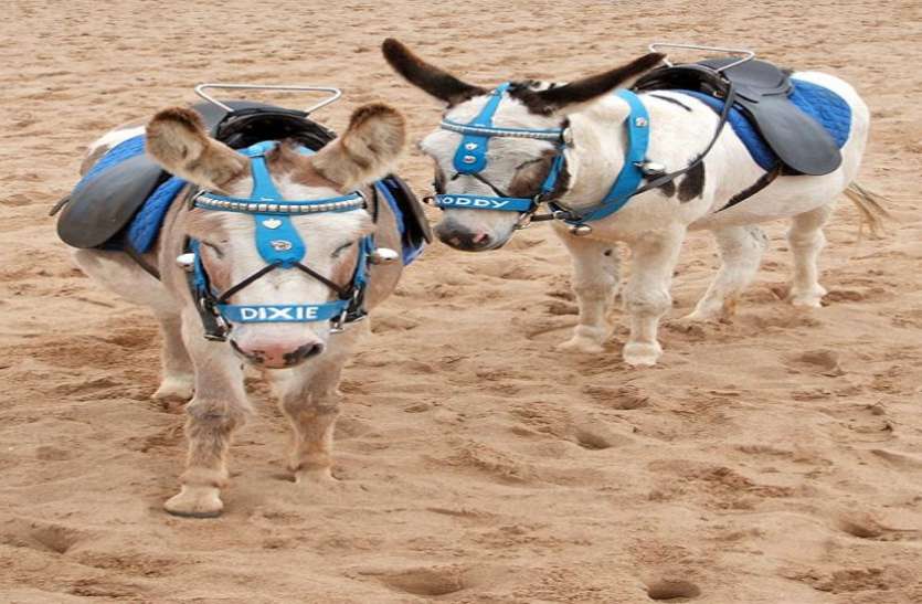 Donkey rides भारत वाकई गज़ब है, दामाद को गधे पर बिठाकर घुमाया जाता है पूरा गांव..जानें इस अनोखी परंपरा के बारे में...
