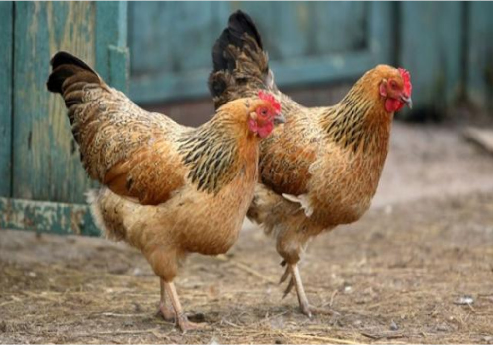 Coronavirus Impact On Chicken Mutton Business - कोरोना से ...