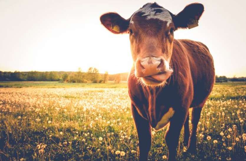 cow-feature.jpg गाय के चारे से खतरा, कहीं नहीं हो जाएं भीलवाड़ा जैसे हालात