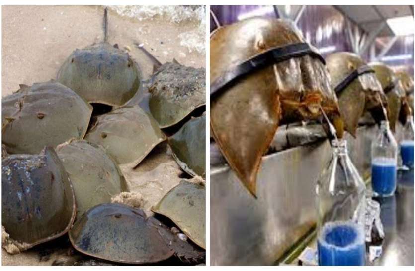 crabes_final.jpg इस कीड़े के नीले खून से मिलती है नई जिंदगी, जिसकी कीमत जानकर आप हो जाएंगे दंग
