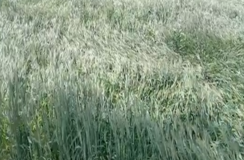 70 thousand hectare crop of farmers standing in the fieldsfasal.png खेतों में खड़ी किसानों की 70 हजार हेक्टेयर फसल