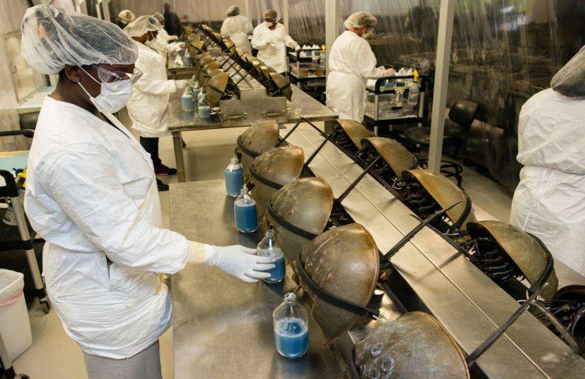 horseshoe-crabs.jpg