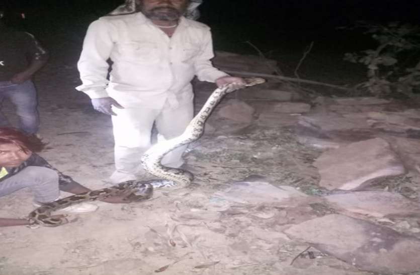 A 25-kilogram 15-foot dragon enters the village causing panic 15 फीट का 25 किलो वजनी अजगर गांव में घुसा तो मचा हड़कंप