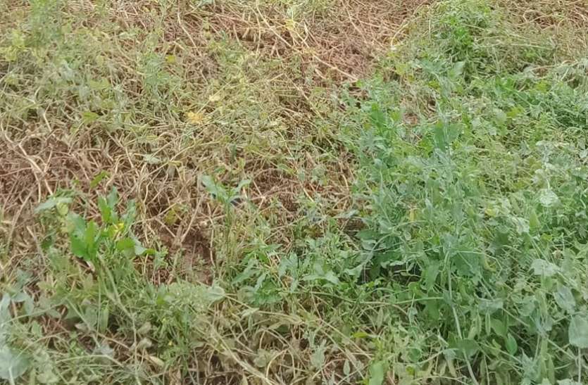 More damage due to rain in Chhatarpur, Nowgaon, Bakswaha छतरपुर, नौगांव,बक्स्वाहा में बारिश से ज्यादा नुकसान