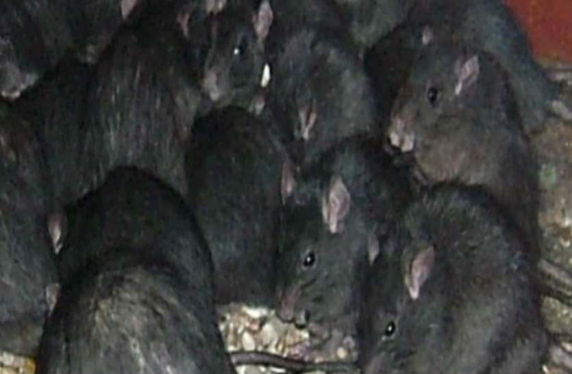 black_rat.jpg अगर घर में बहुत संख्या में घूमने लगे काले रंग के चूहे तो समझ लीजिए कि...