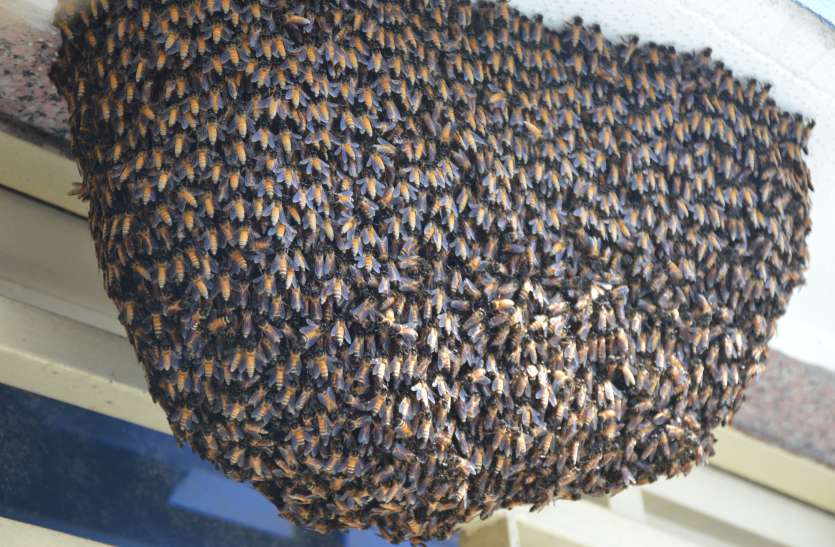 Large bees near the newborn ward proving dangerous खतरनाक साबित हो रहीं नवजात वार्ड के समीप लगी बड़ी मधुमख्खियां