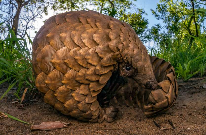 pangolin क्या पैंगोलिन खाने से फैला कोरोना वायरस?