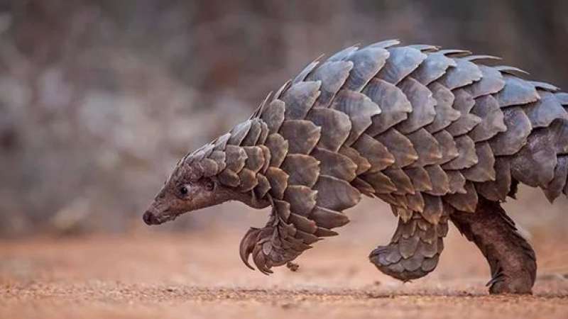 diplomat-roman-acuzat-ca-ar-fi-implicat-intr-un-transport-ilegal-de-solzi-de-pangolin-402472.jpg