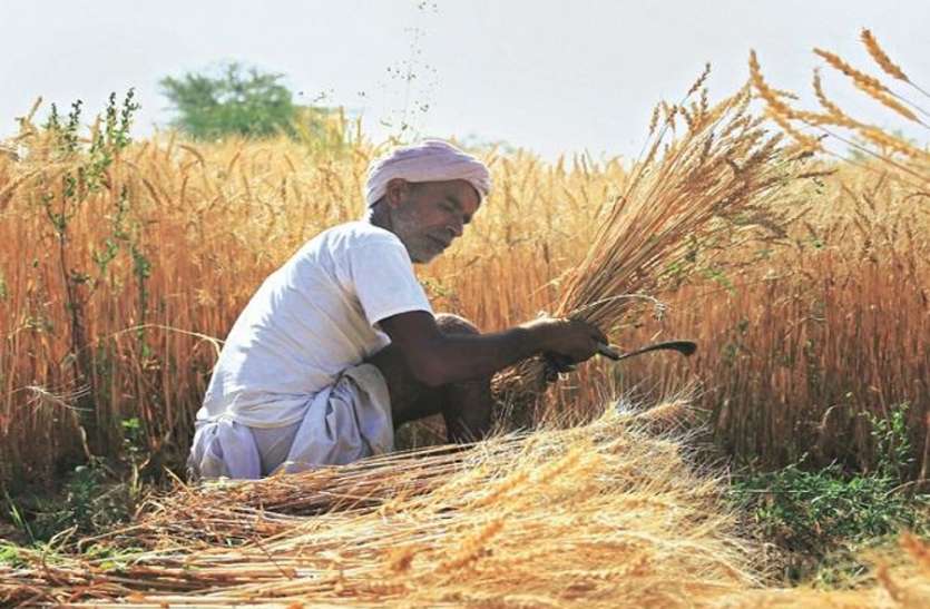 farmers are using DJ sound during harvesting in farms of jodhpur सियासी संकट के बीच किसानों के भावातंर की राशि के जख्म पर सरकार का बोनस का मरहम