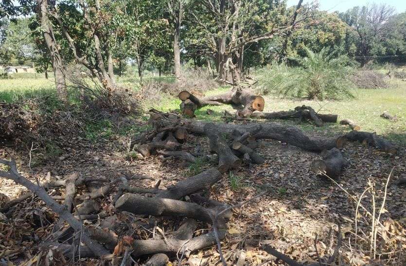 हरे-भरे पेड़ों पर चल रही कुल्हाड़ी, आनन-फानन में पहुंचा अमला हरे-भरे पेड़ों पर चल रही कुल्हाड़ी, आनन-फानन में पहुंचा अमला