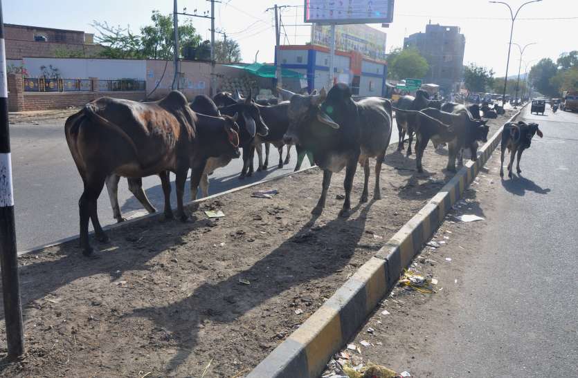 Animals are injuring the common man every day बाड़मेर कब बनेगा कैटल फ्री सिटी ?