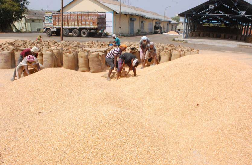Market traders panic about maize due to changing weather मौसम बदलने से मंडी व्यापारियों में मक्के को लेकर घबराहट