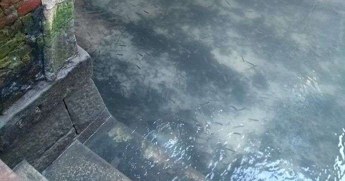 fish-seen-in-clear-venice-canals-after-coronavirus-lockdown-fb4-png__700.jpg