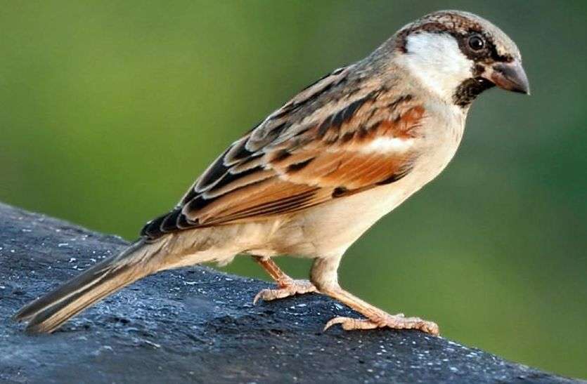 घर आंगन में अब नहीं गूंजती गौरेया की आवाज घर आंगन में अब नहीं गूंजती गौरेया की आवाज