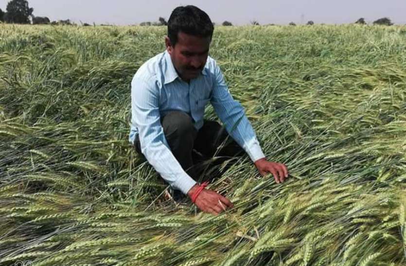 आफत की बरसात: किसानों की मेहनत पर फेरा पानी, किसानों ने कहा...आसमान से बरसी आफत आफत की बरसात: किसानों की मेहनत पर फेरा पानी, किसानों ने कहा...आसमान से बरसी आफत