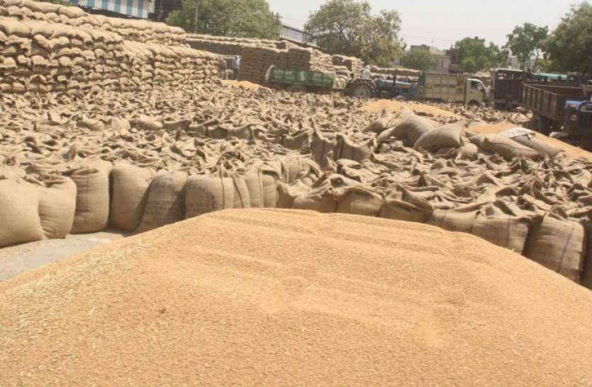 patrika गेहूं खरीदी...रकबे के अनुसार बनेंगे खरीदी केंद्र, 11,500 मीट्रिक टन भंडारण का भेजा प्रस्ताव