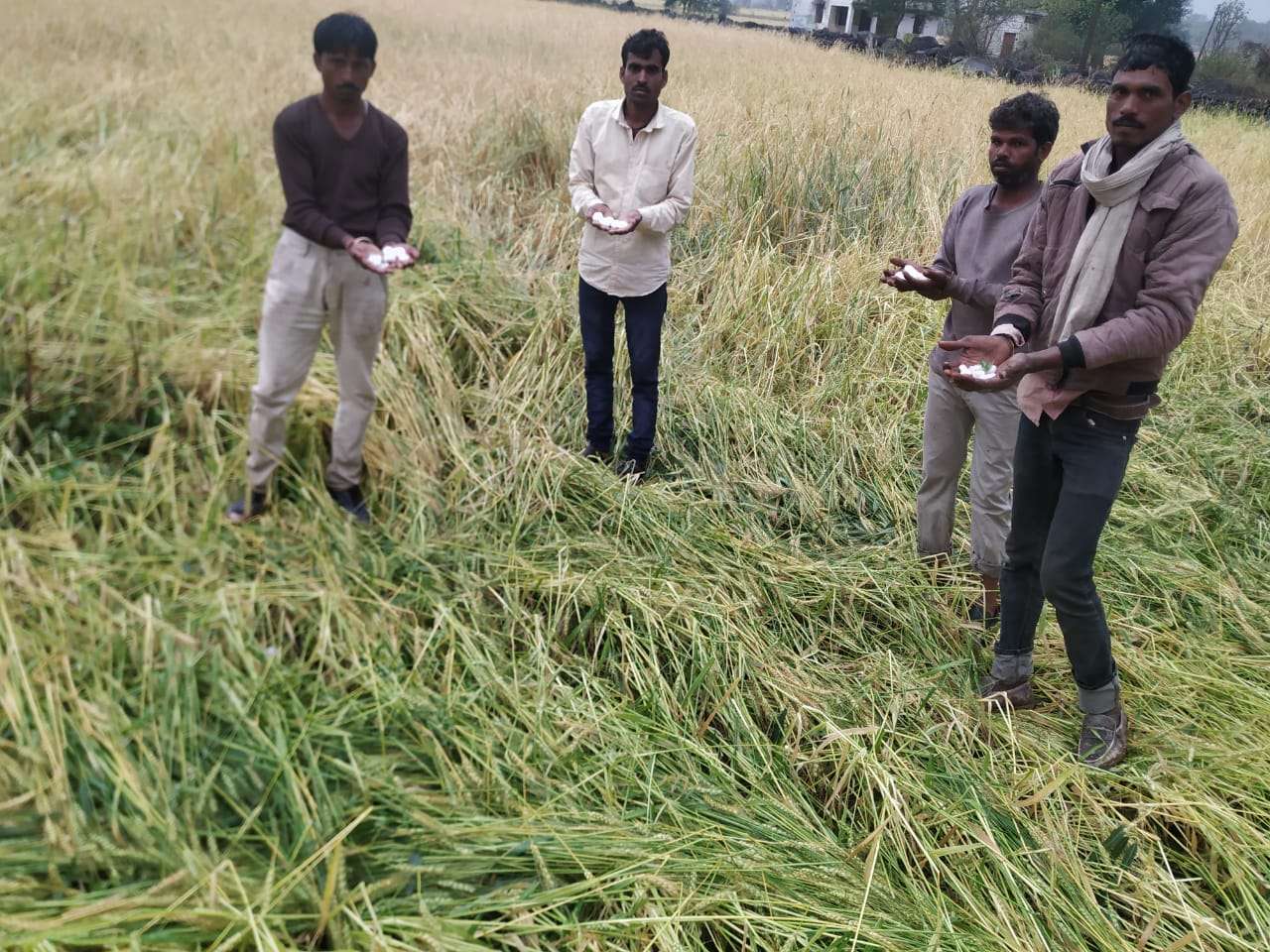 ओलावृष्टि से तबाह हुई 50 से अधिक गांवों की फसलें, मकानों के कवेलू फूटे
