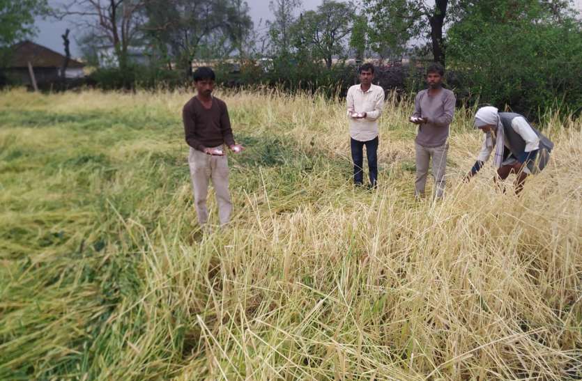 ओलावृष्टि से तबाह हुई 50 से अधिक गांवों की फसलें, मकानों के कवेलू फूटे ओलावृष्टि से तबाह हुई 50 से अधिक गांवों की फसलें, मकानों के कवेलू फूटे