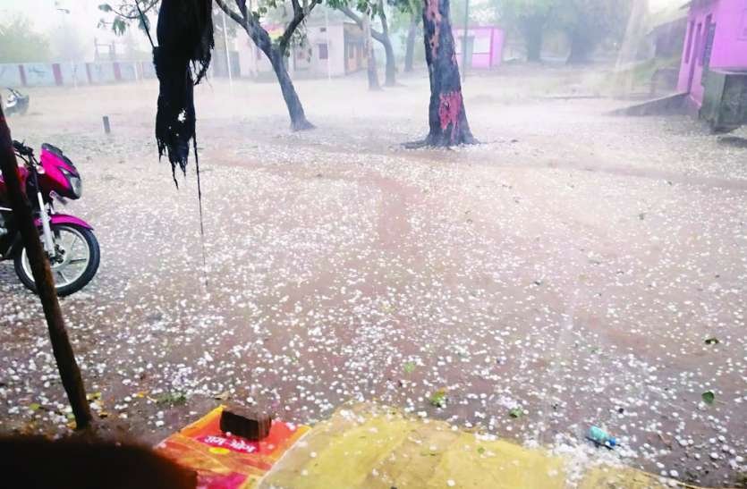 बारिश के साथ आंवले आकार के गिरे ओले, हवा से खेतों की फसलें आड़ी बेमौसम बारिश ने बढ़ाई किसानों की मुसीबत, कई जगह फसलें तबाह