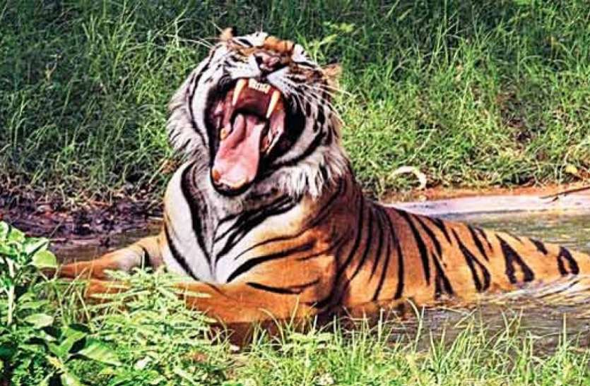 काला रॉयल बंगाल टाइगर सुन्दर वन में ? कैसे ? जाने काला रॉयल बंगाल टाइगर सुन्दर वन में ? कैसे ? जाने