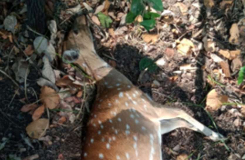 Bandhavgarh: Chital died in the trap of poachers शिकारियों के फंदे में फंसे चीतल की हुई मौत
