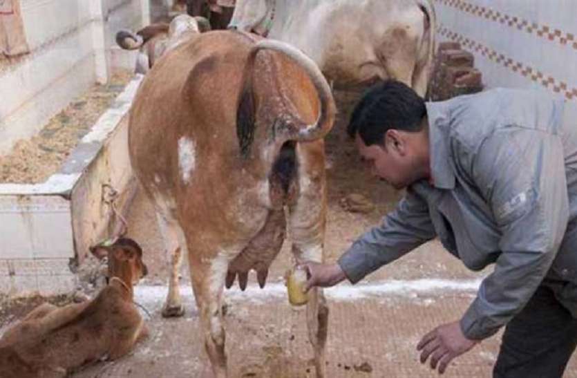 कोरोना अलर्ट: गोमूत्र सेवन में समस्या क्या, फायदे हैं अनेक, किसने कहा ऐसा? जानिए यहां... कोरोना अलर्ट: गोमूत्र सेवन में समस्या क्या, फायदे हैं अनेक, किसने कहा ऐसा? जानिए यहां...