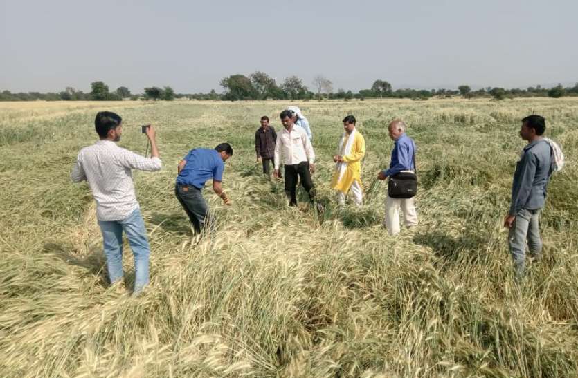 आफत की बारिश: 32 गांवों की हजारों एकड़ गेहूं फसल बर्बाद, किसानों ने कहा कि 70 फीसदी की नुकसान आफत की बारिश: 32 गांवों की हजारों एकड़ गेहूं फसल बर्बाद, किसानों ने कहा कि 70 फीसदी की नुकसान