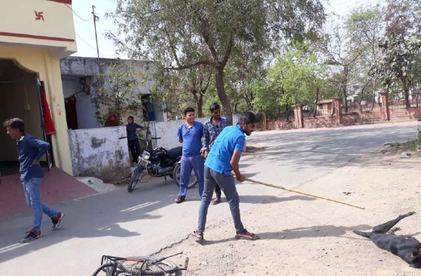 नपा के अभियानों पर भारी पड़ रहा लोगों में आवारा कुत्तों का भय नपा के अभियानों पर भारी पड़ रहा लोगों में आवारा कुत्तों का भय
