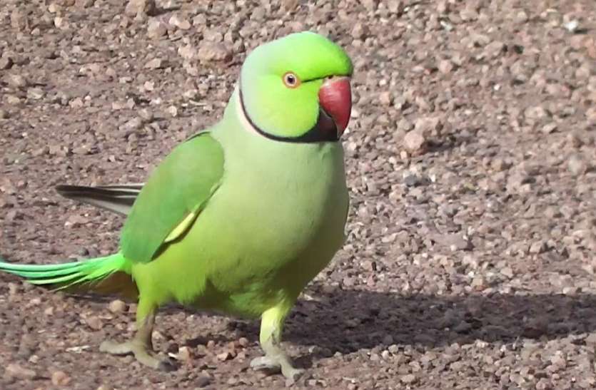 तोता की तस्करी जोरों पर, नशीला पदार्थ खिलाकर लक्जरी गाड़ियों से हो रही सप्लाई तोता की तस्करी जोरों पर, नशीला पदार्थ खिलाकर लक्जरी गाड़ियों से हो रही सप्लाई