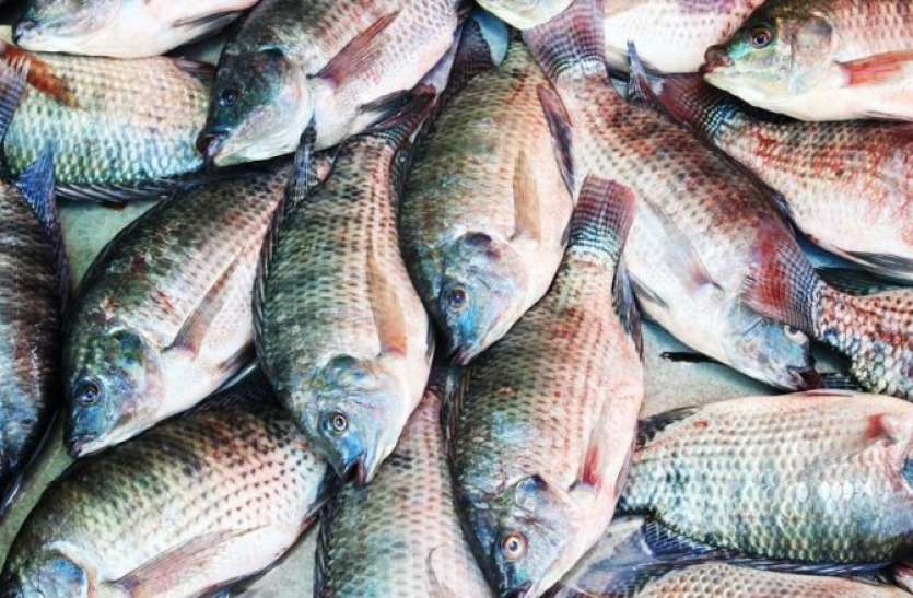 fish business plan in marathi