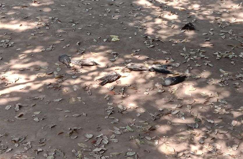 यहां मरे पक्षी, बर्ड फ्लू की भी आशंका यहां मरे पक्षी, बर्ड फ्लू की भी आशंका