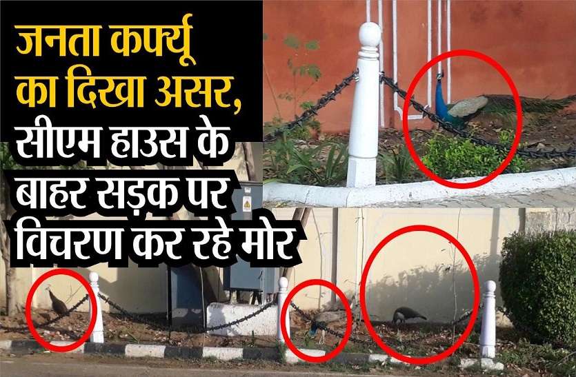 Janta curfew updates: Peacocks roaming the road outside CM House जनता कर्फ्यू का दिखा असर, सीएम हाउस के बाहर सड़क पर विचरण कर रहे मोर