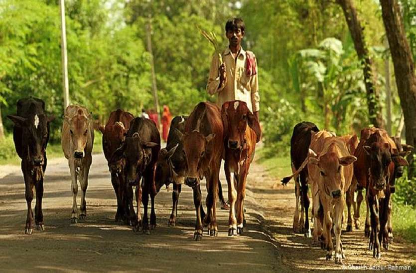 कोरोना के कहर बीच हरियाणा के इस गांव में एक नया कहर कोरोना के कहर बीच हरियाणा के इस गांव में एक नया कहर