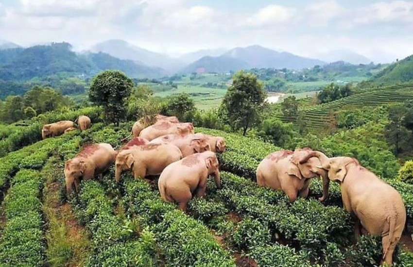 elephant_1.jpg