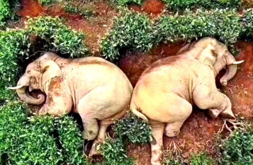 elephnat.jpg कोरोना से बेखौफ इन हाथियों ने पी डाली 30 लीटर शराब, फोटो वायरल