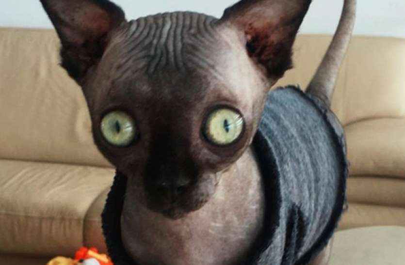 Bat Cat चमगादड़ जैसी दिखती है यह विचित्र बिल्ली, सोशल मीडिया पर तगड़ी फैन फॉलोइंग