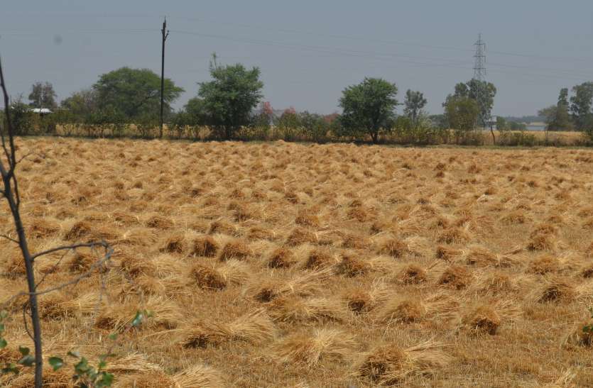 फसल फसल कटाई करने मजदूरों का टोटा, डेढ़ गुना ज्यादा मजदूरी पर भी नहीं मिल रहे