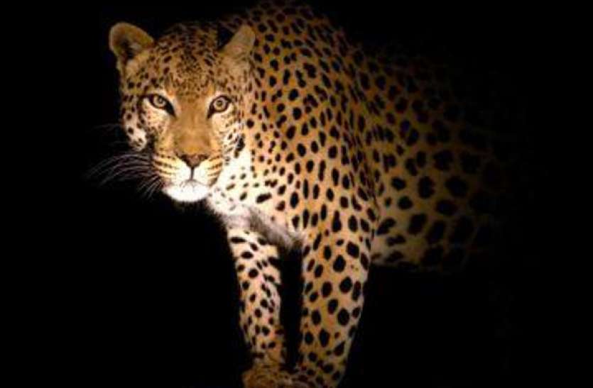 leopard.jpg तेंदुए ने घर में घुसकर 5 साल की बच्ची पर किया हमला , सिर पर लगी गहरी चोट