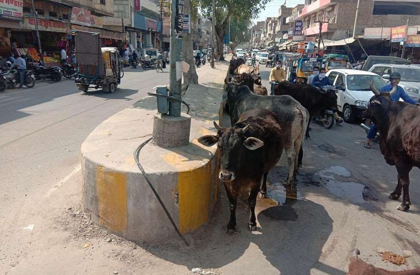 श्रीगंगानगर में लॉक डाउन का व्यापक असर अब पशुओं पर भारी असर, एक हजार निराश्रित पशु खाने को तरसे श्रीगंगानगर में लॉक डाउन का व्यापक असर अब पशुओं पर भारी असर, एक हजार निराश्रित पशु खाने को तरसे