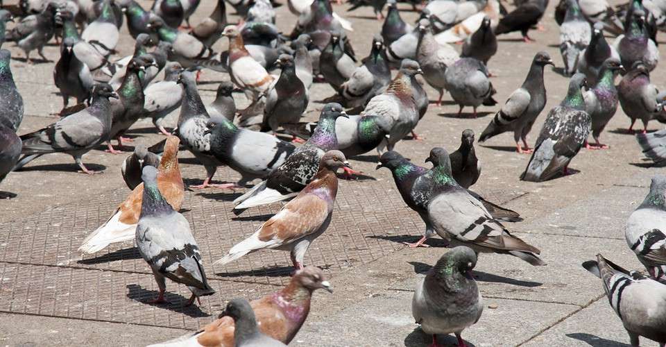 birds.jpg